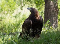 golden eagle